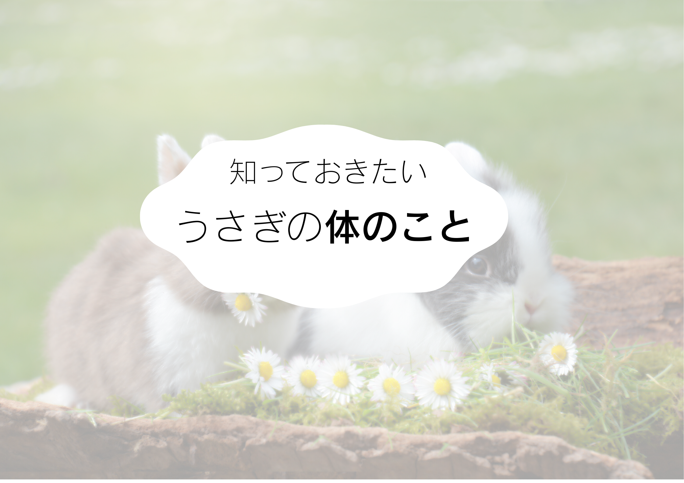 タイトル